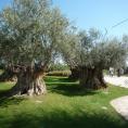 海边步行街特色景点橄榄树